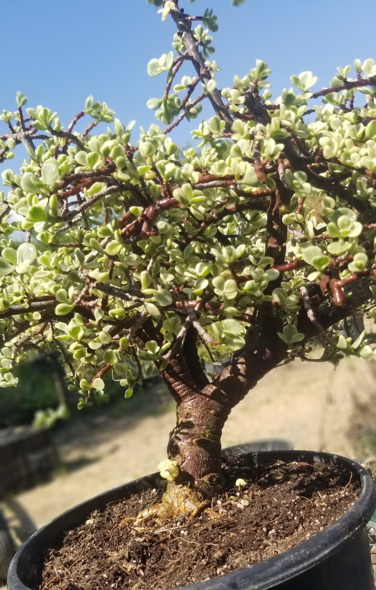 Portulacaria Afra Variegated Tree "Variegated Elephant Bush Tree" Bonsai Tree