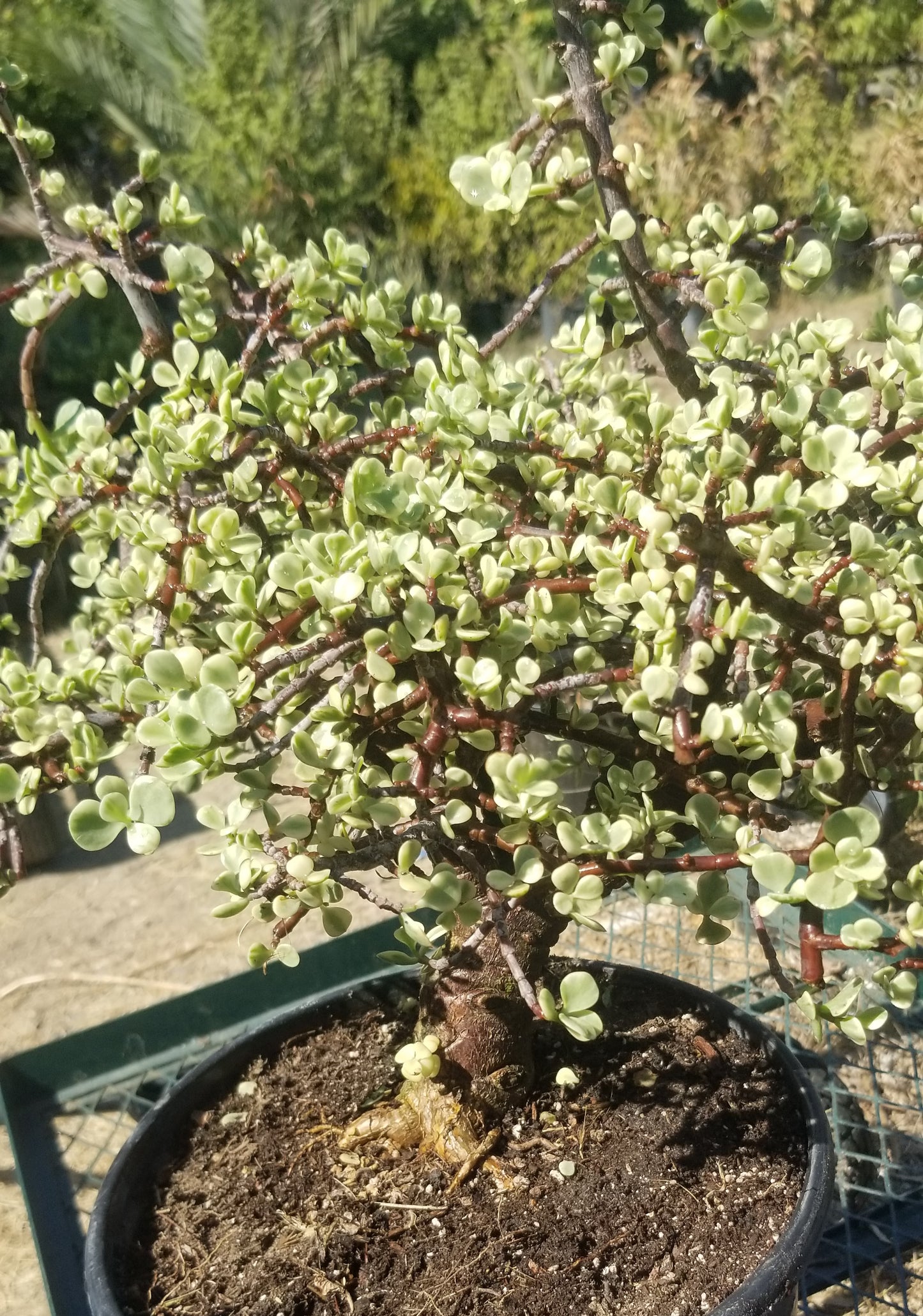 Portulacaria Afra Variegated Tree "Variegated Elephant Bush Tree" Bonsai Tree