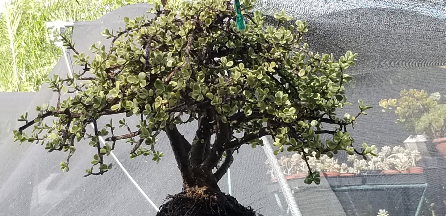 Portulacaria Afra Variegated Tree "Variegated Elephant Bush Tree" Bonsai Tree