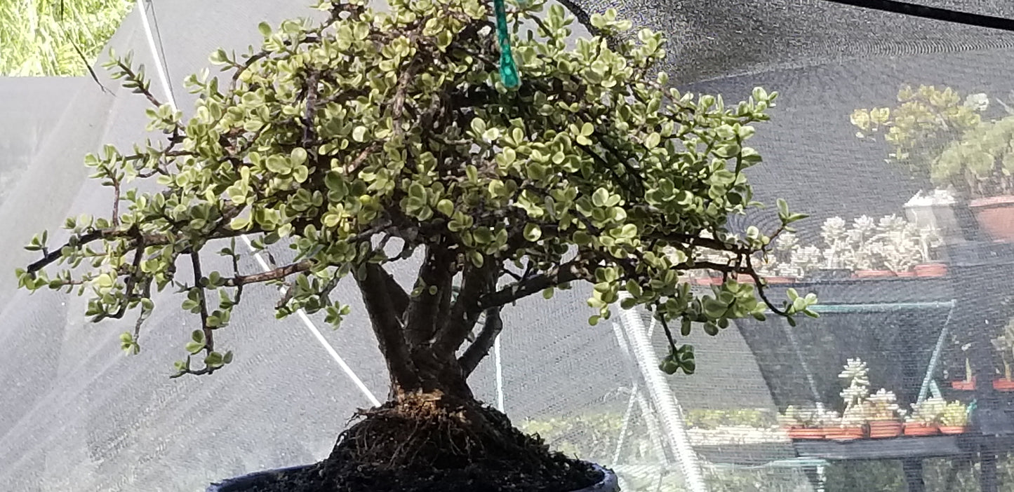 Portulacaria Afra Variegated Tree "Variegated Elephant Bush Tree" Bonsai Tree