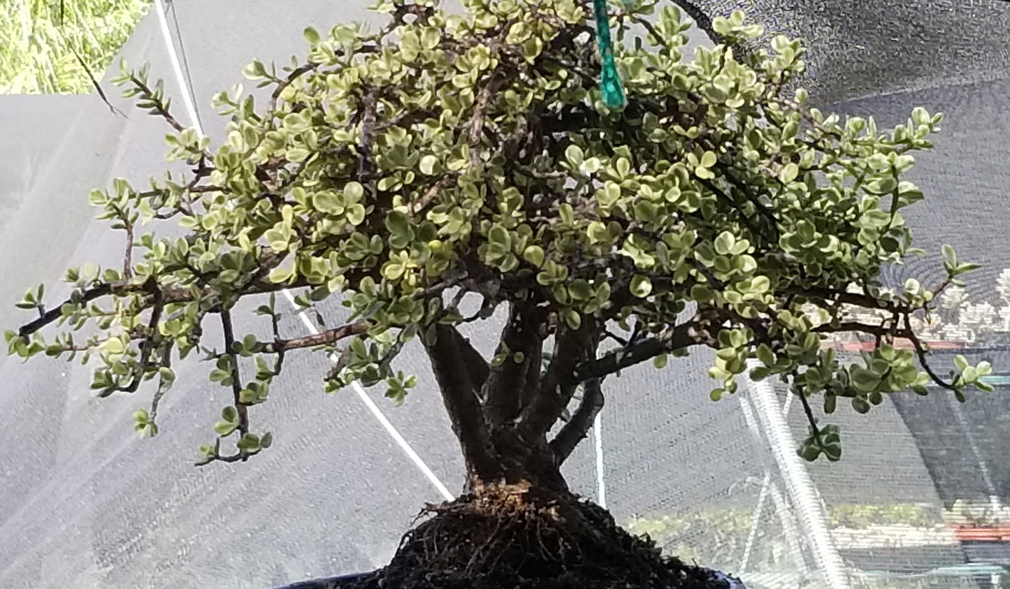 Portulacaria Afra Variegated Tree "Variegated Elephant Bush Tree" Bonsai Tree