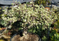 Portulacaria Afra Variegated Tree "Variegated Elephant Bush Tree" Bonsai Tree