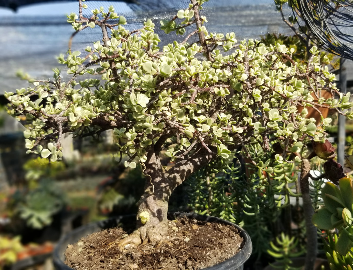 Portulacaria Afra Variegated Tree "Variegated Elephant Bush Tree" Bonsai Tree