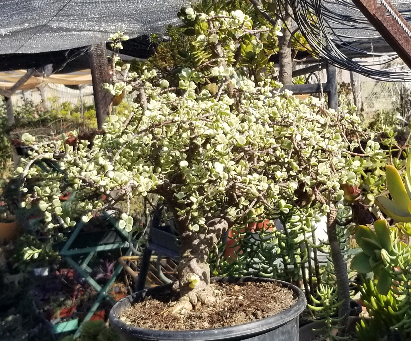 Portulacaria Afra Variegated Tree "Variegated Elephant Bush Tree" Bonsai Tree