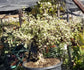 Portulacaria Afra Variegated Tree "Variegated Elephant Bush Tree" Bonsai Tree