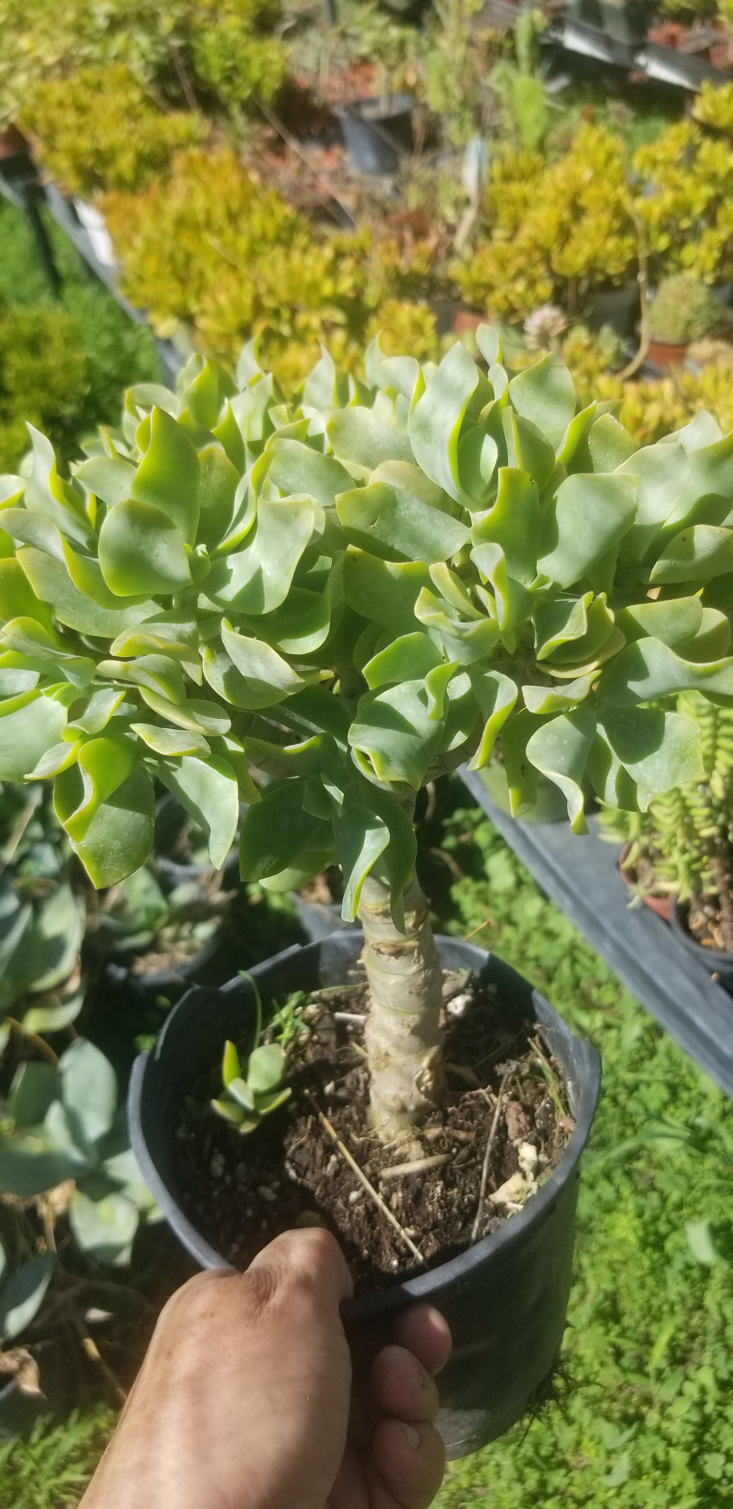 Crassula Undulatifolia Tree