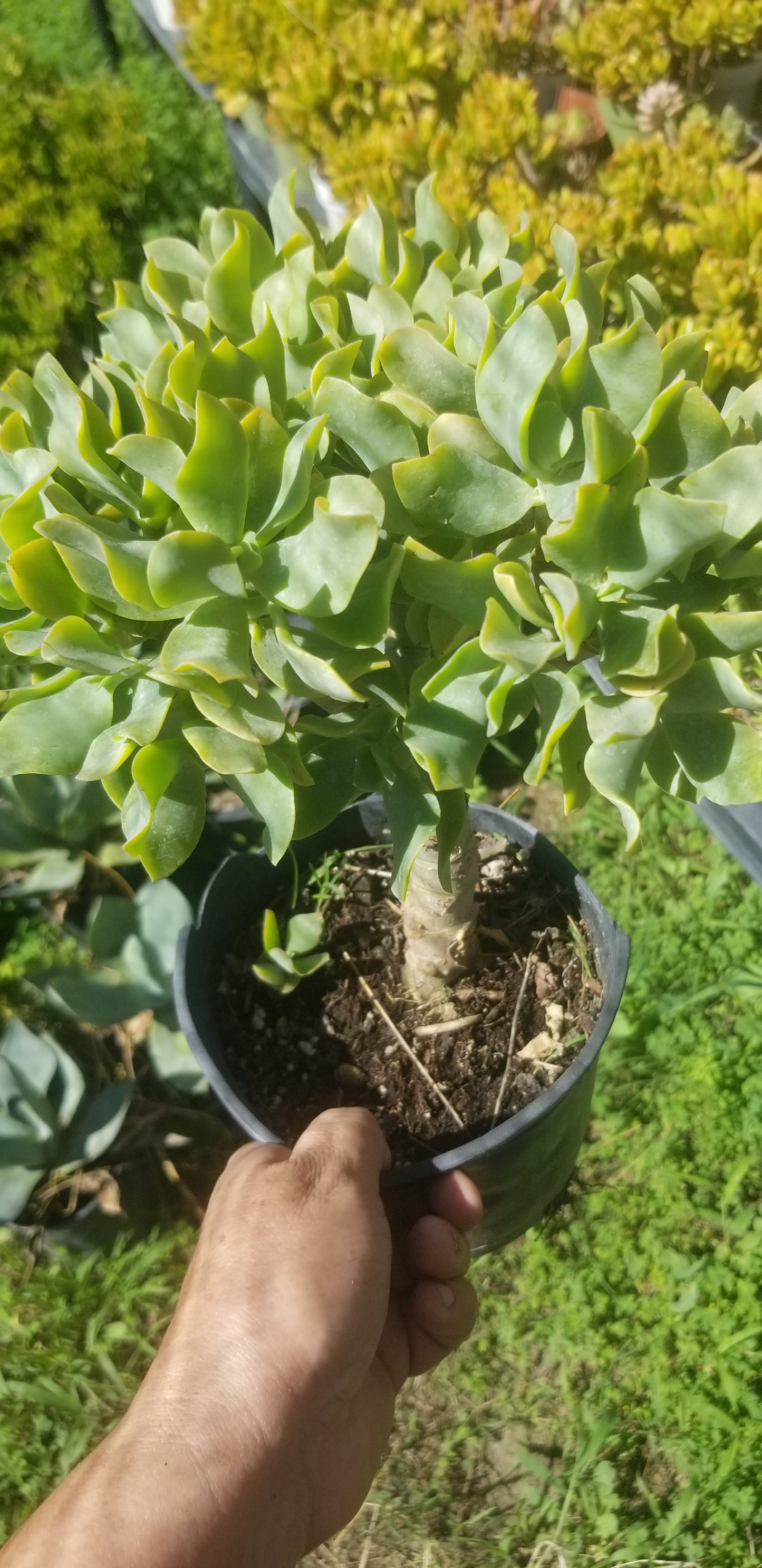 Crassula Undulatifolia Tree