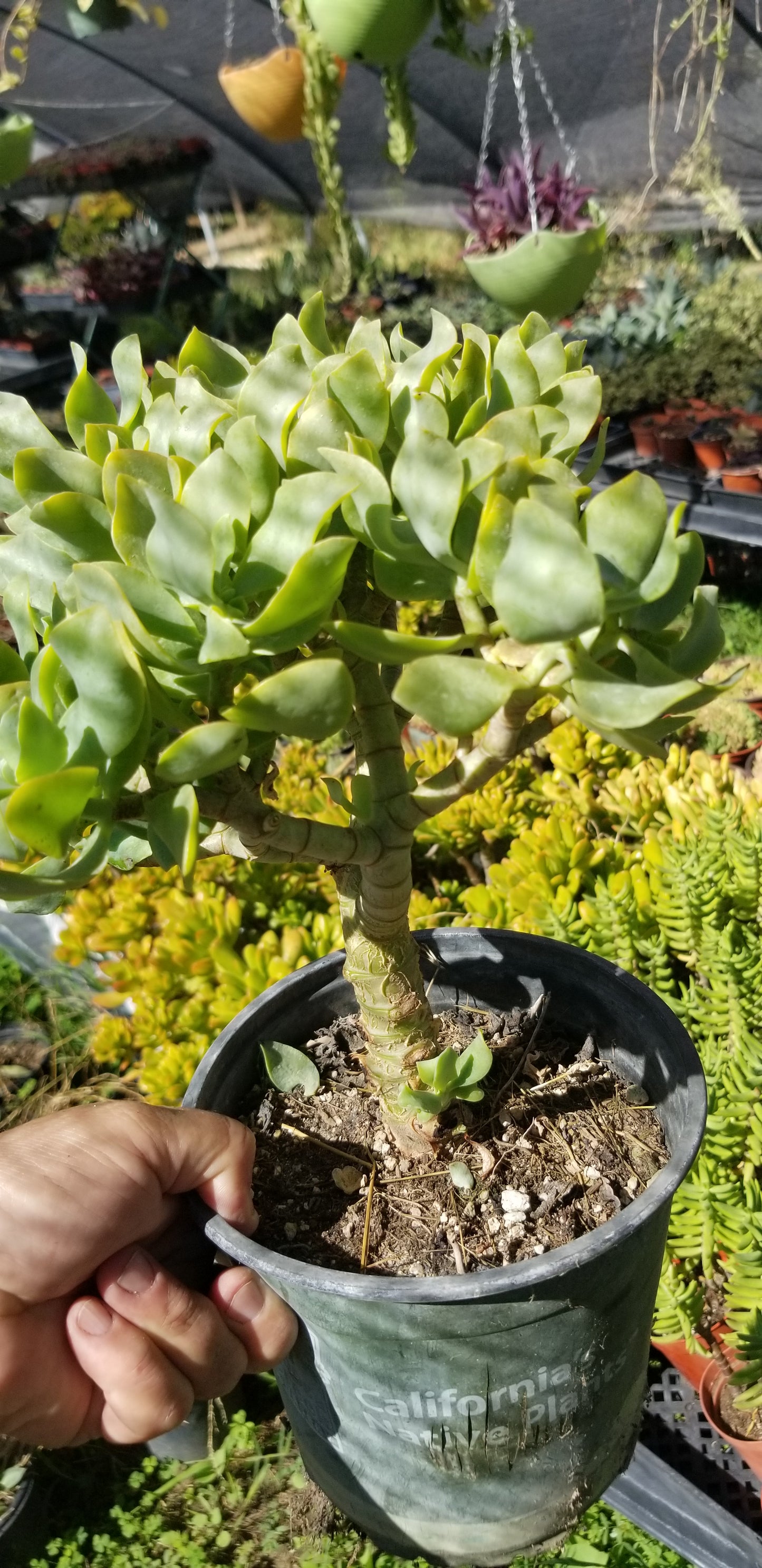 Crassula Undulatifolia Tree