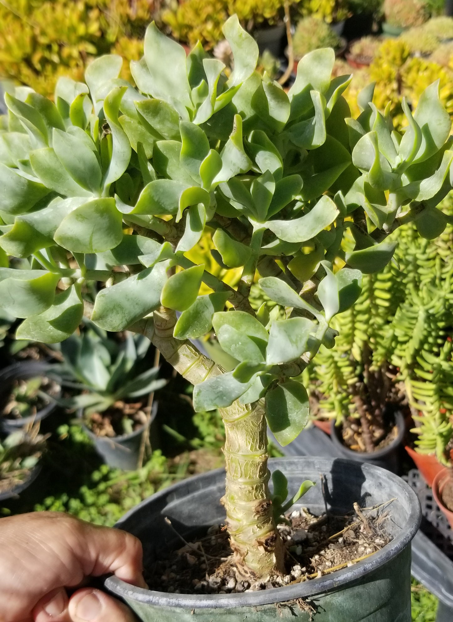 Crassula Undulatifolia Tree