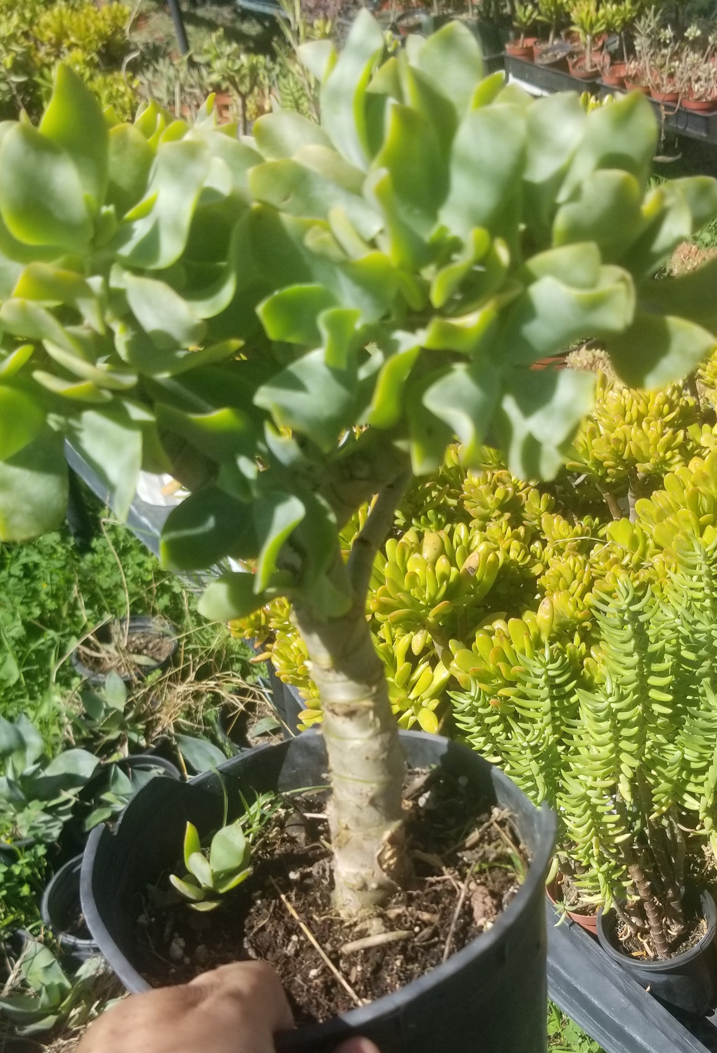 Crassula Undulatifolia Tree