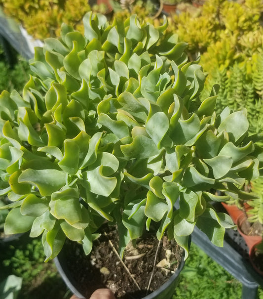 Crassula Undulatifolia Tree