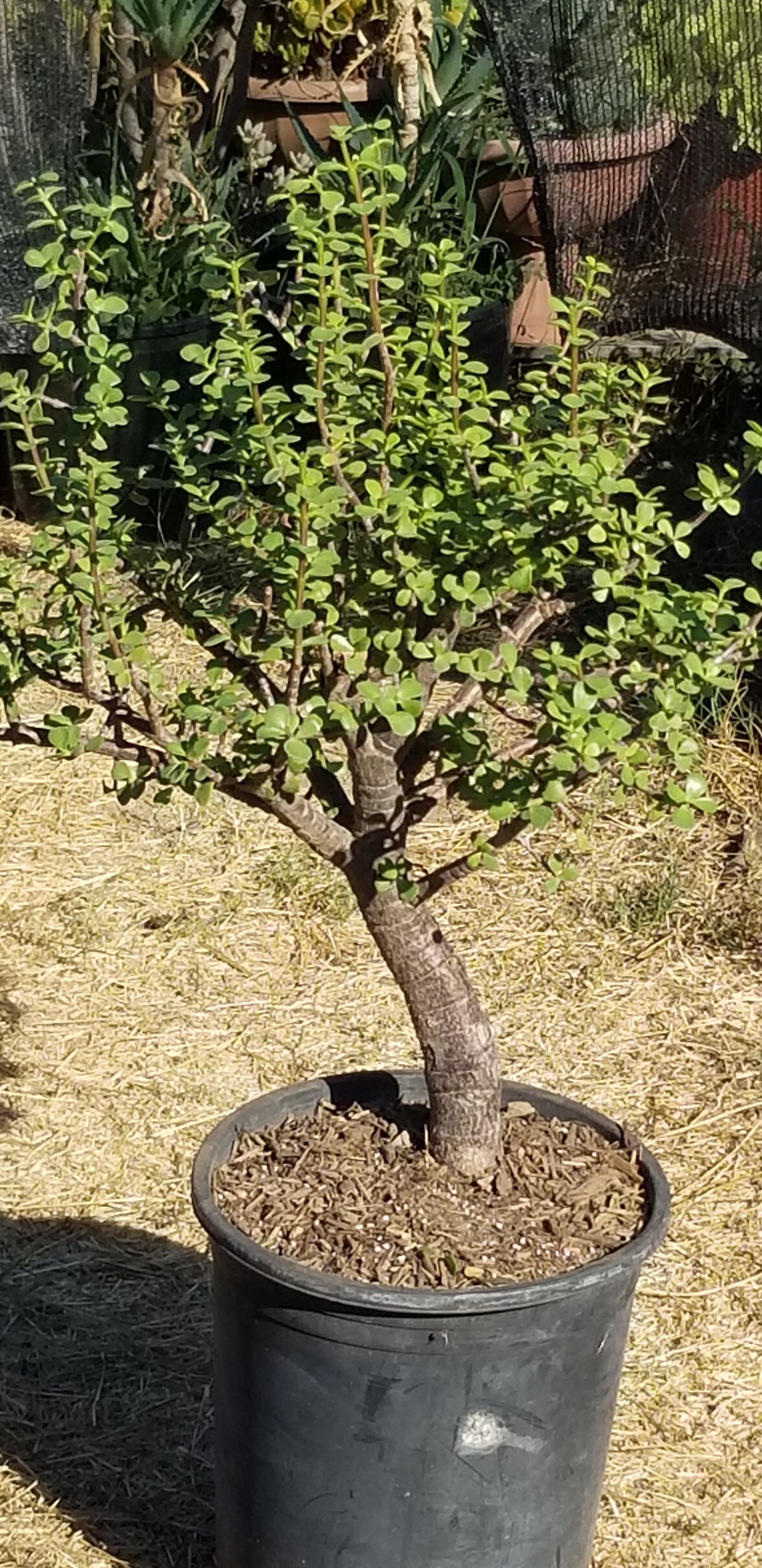 Portulacaria Afra Tree " Elephant Bush" Bonsai Tree