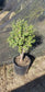 Portulacaria Afra Tree " Elephant Bush" Bonsai Tree