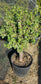 Portulacaria Afra Tree " Elephant Bush" Bonsai Tree