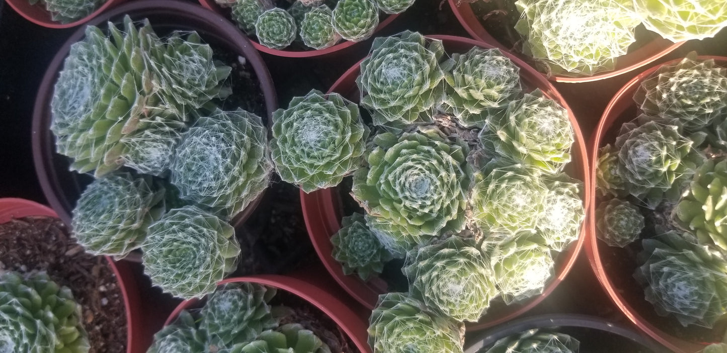 Sempervivum Arachnoideum  (4"Pot)