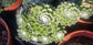 Sempervivum Arachnoideum  (4"Pot)