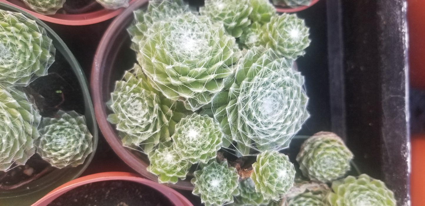 Sempervivum Arachnoideum  (4"Pot)