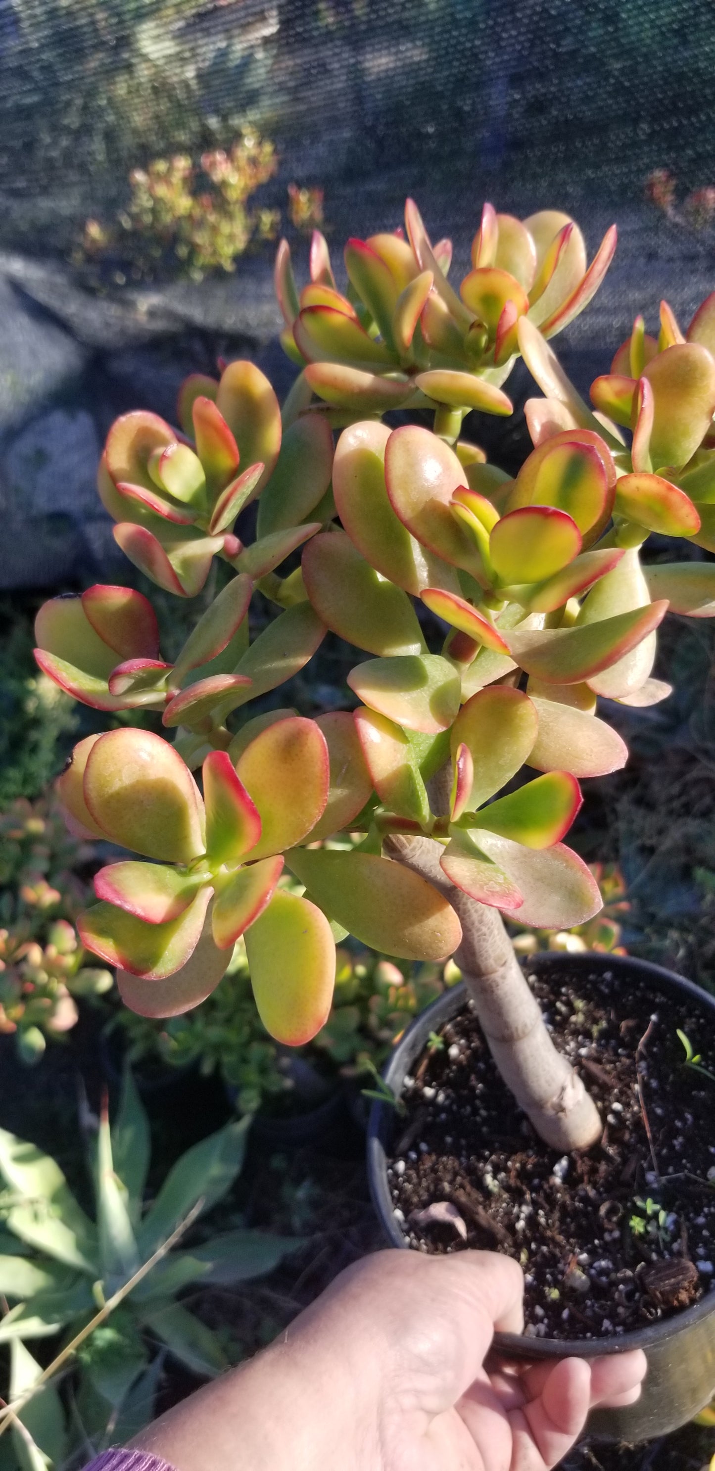 Crassula Ovata Hummel's Sunset Tree