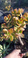 Crassula Ovata Hummel's Sunset Tree