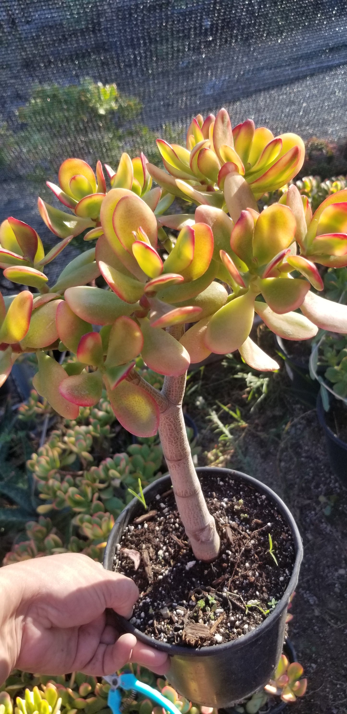 Crassula Ovata Hummel's Sunset Tree