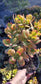 Crassula Ovata Hummel's Sunset Tree