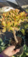 Crassula Ovata Hummel's Sunset Tree