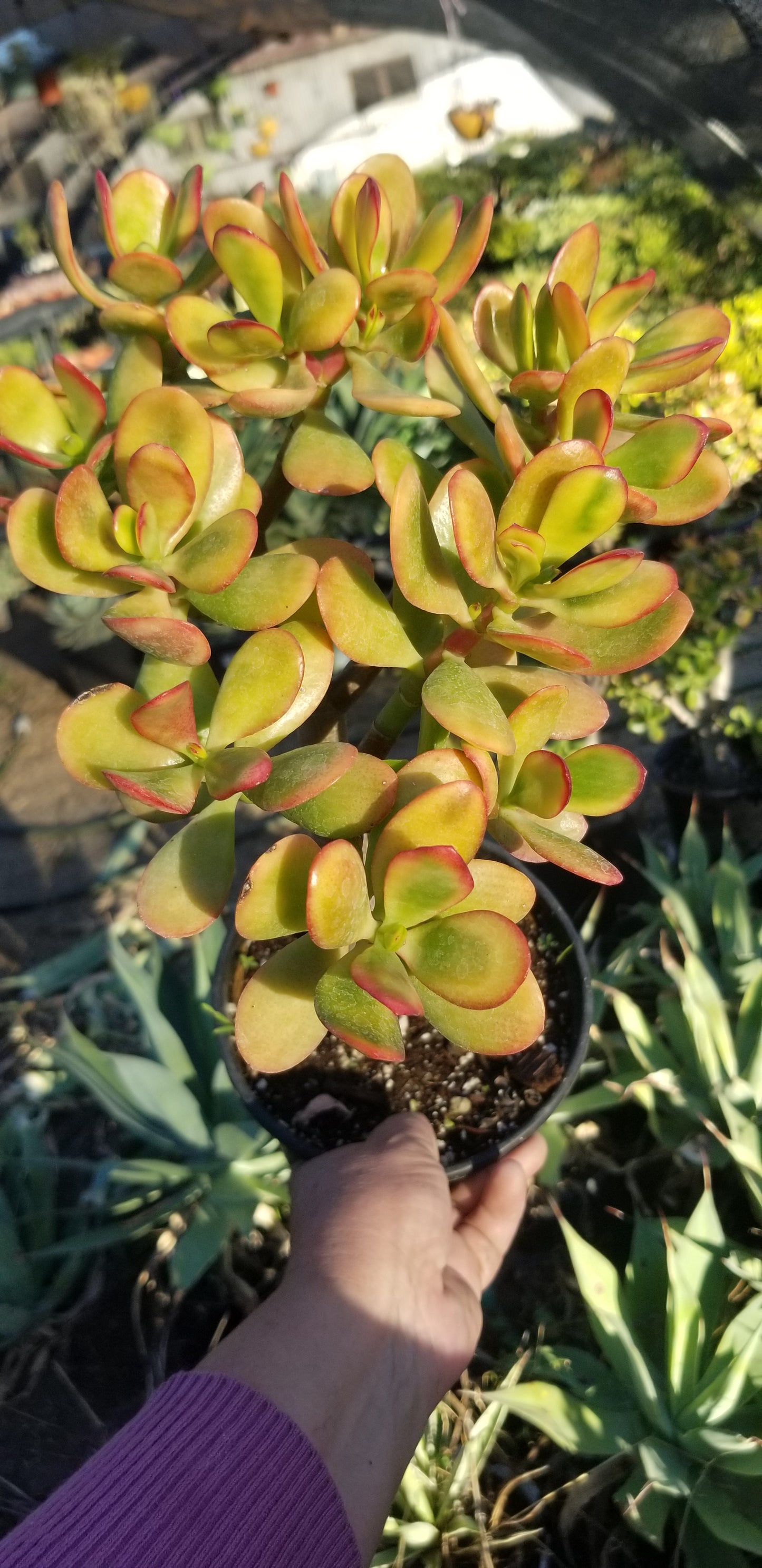 Crassula Ovata Hummel's Sunset Tree