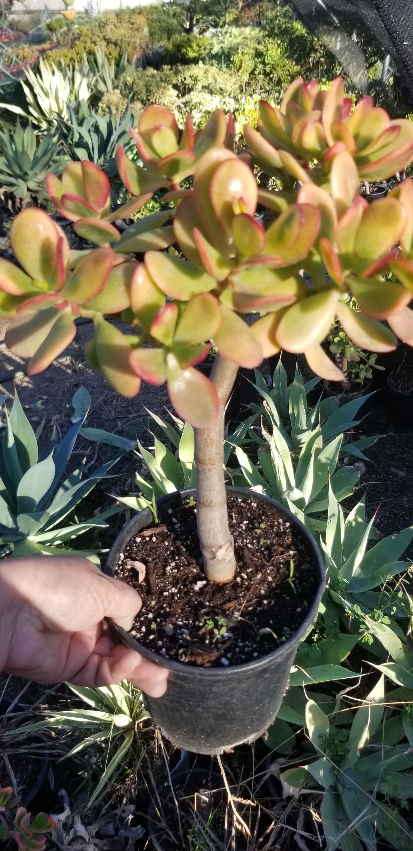 Crassula Ovata Hummel's Sunset Tree
