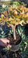 Crassula Ovata Hummel's Sunset Tree