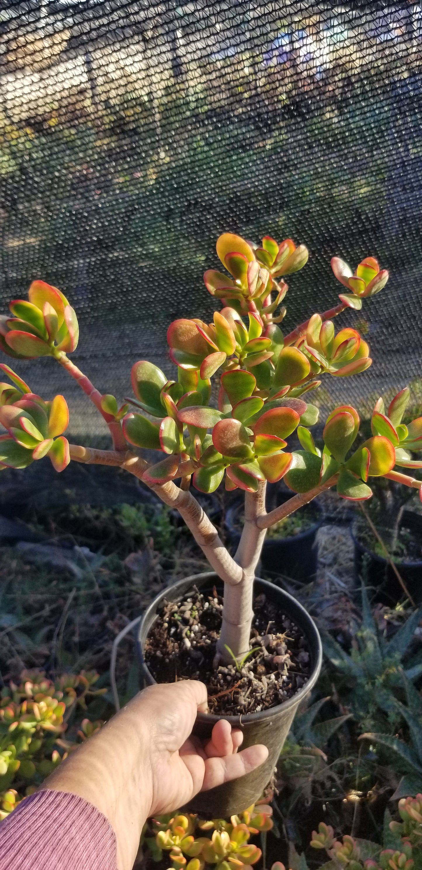 Crassula Ovata Hummel's Sunset Tree