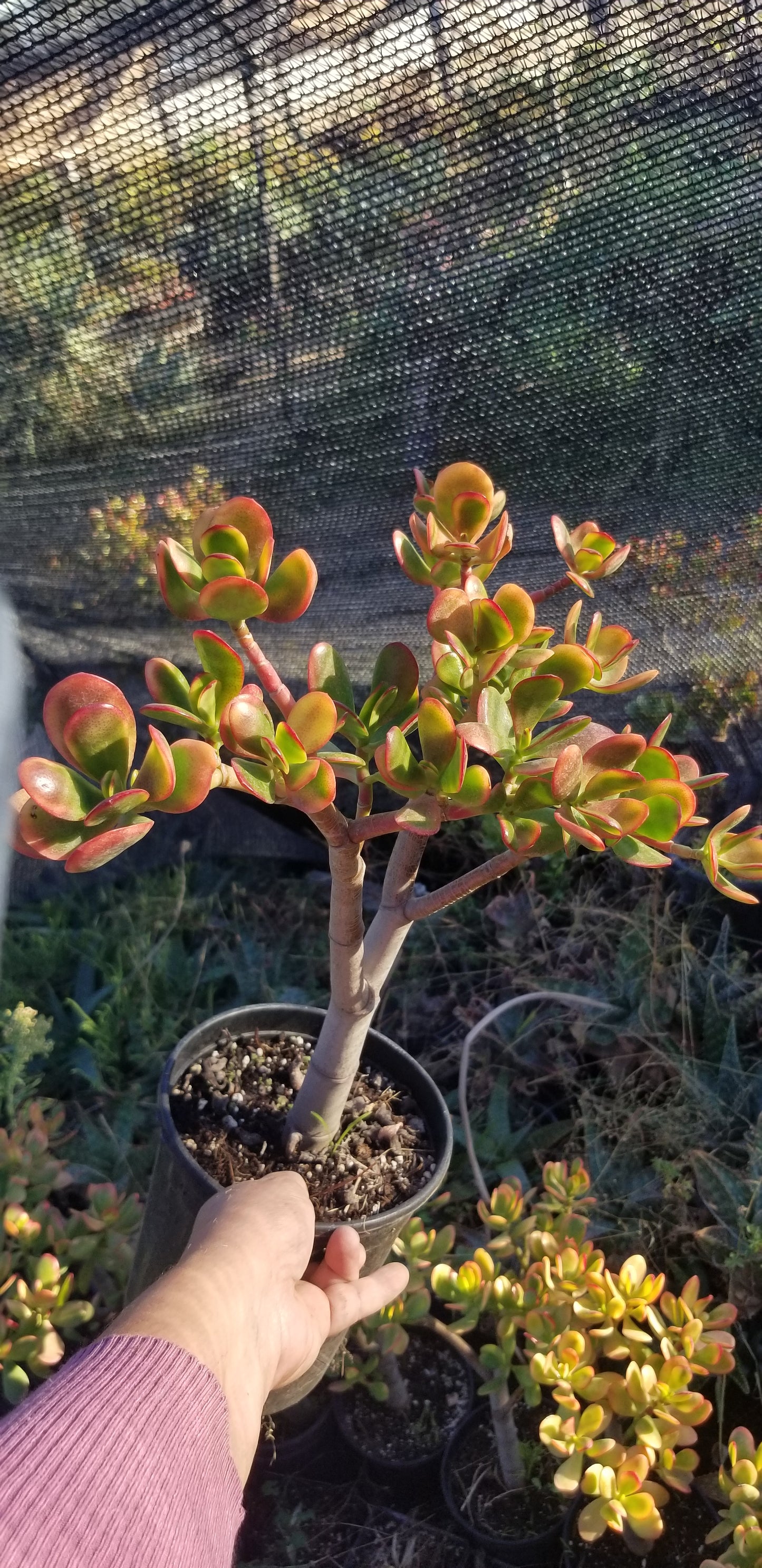 Crassula Ovata Hummel's Sunset Tree