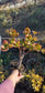 Crassula Ovata Hummel's Sunset Tree