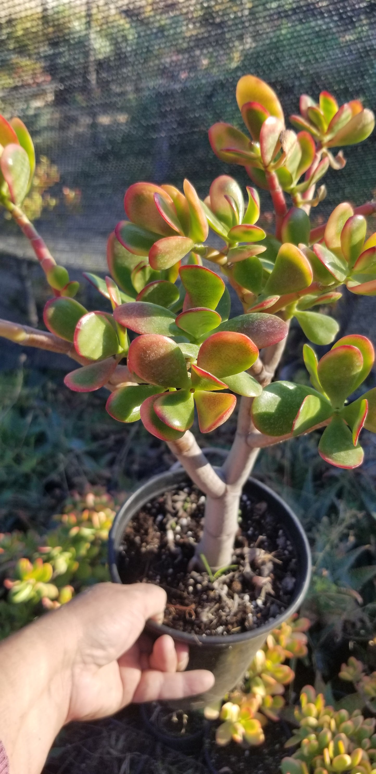 Crassula Ovata Hummel's Sunset Tree