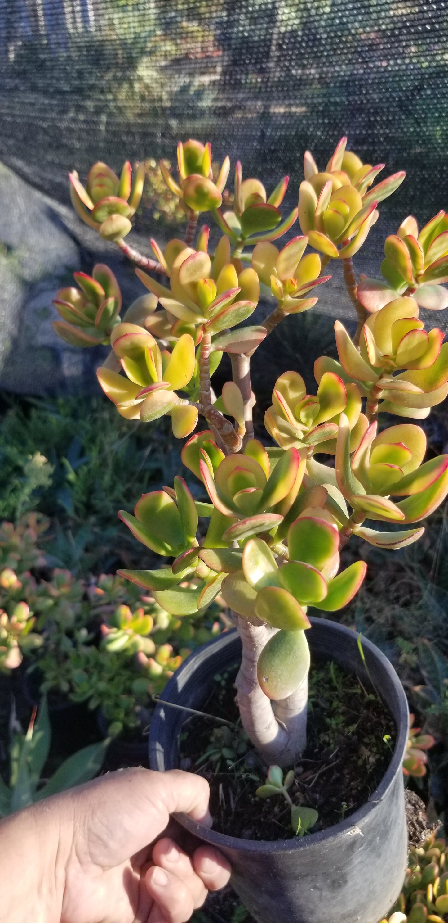 Crassula Ovata Hummel's Sunset Tree