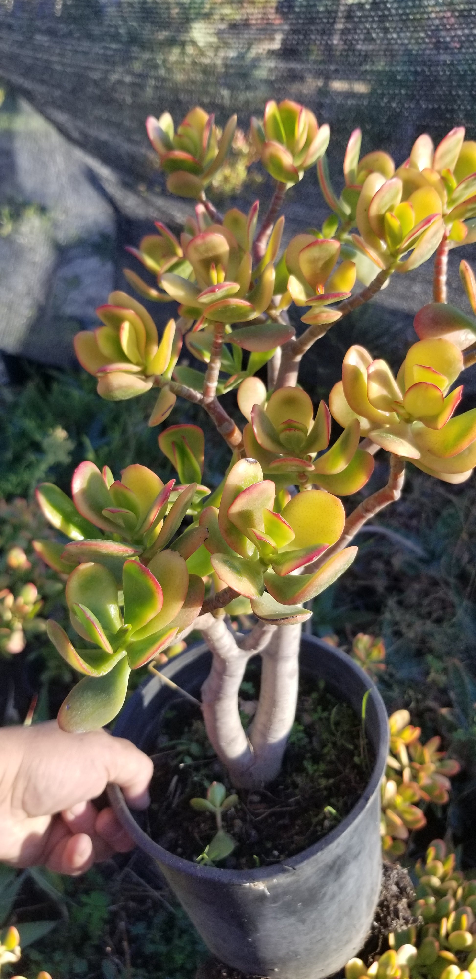 jade plant sunset Crassula Ovata Hummel's Sunset Tree – Beaultiful Desert Plants