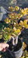 Crassula Ovata Hummel's Sunset Tree