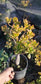 Crassula Ovata Hummel's Sunset Tree