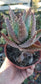 Aloe Nobilis (4" pot)