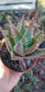 Aloe Nobilis (4" pot)