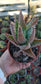 Aloe Nobilis (4" pot)