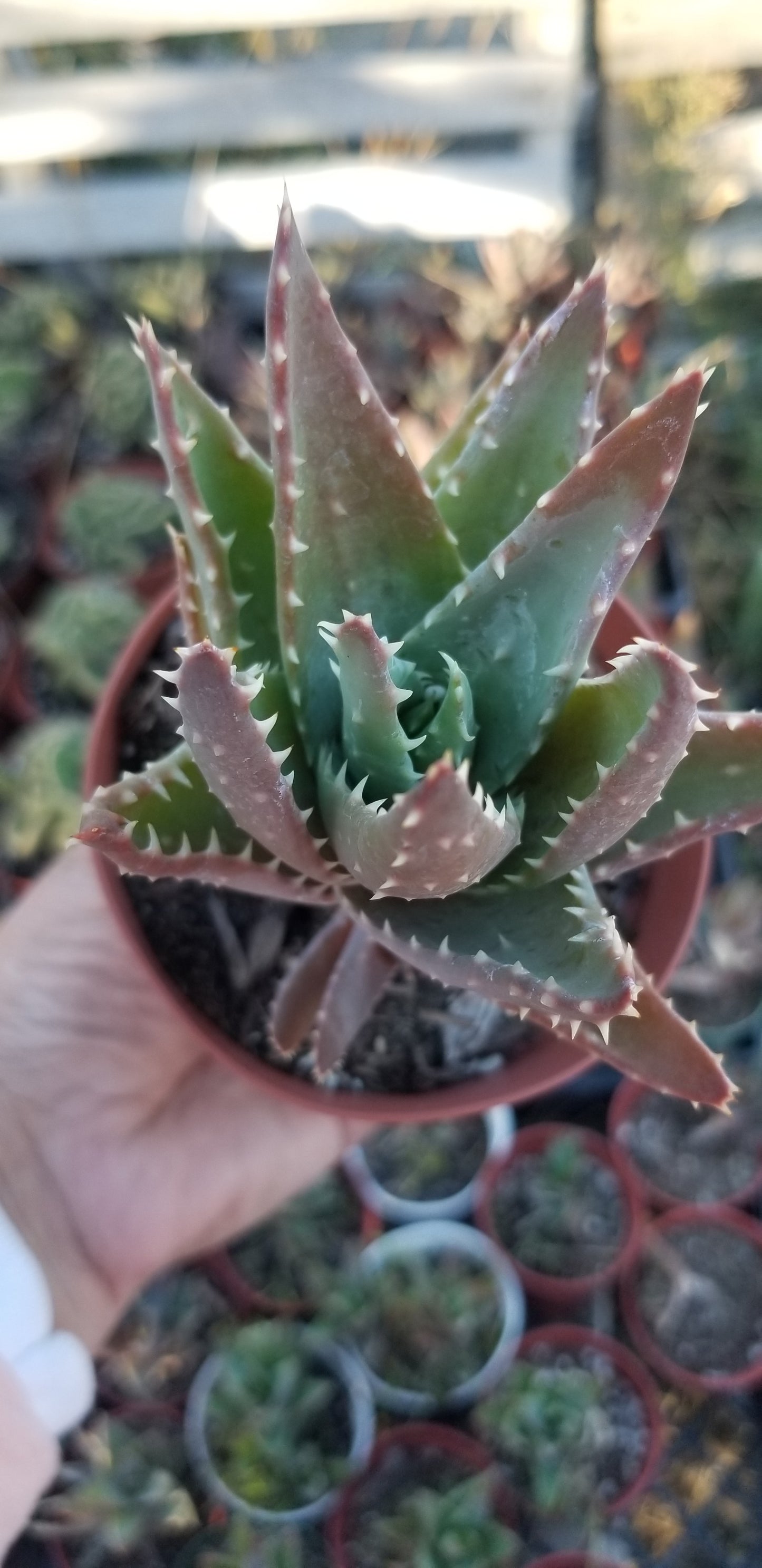 Aloe Nobilis (4" pot)