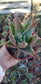 Aloe Nobilis (4" pot)
