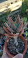 Aloe Nobilis (4" pot)