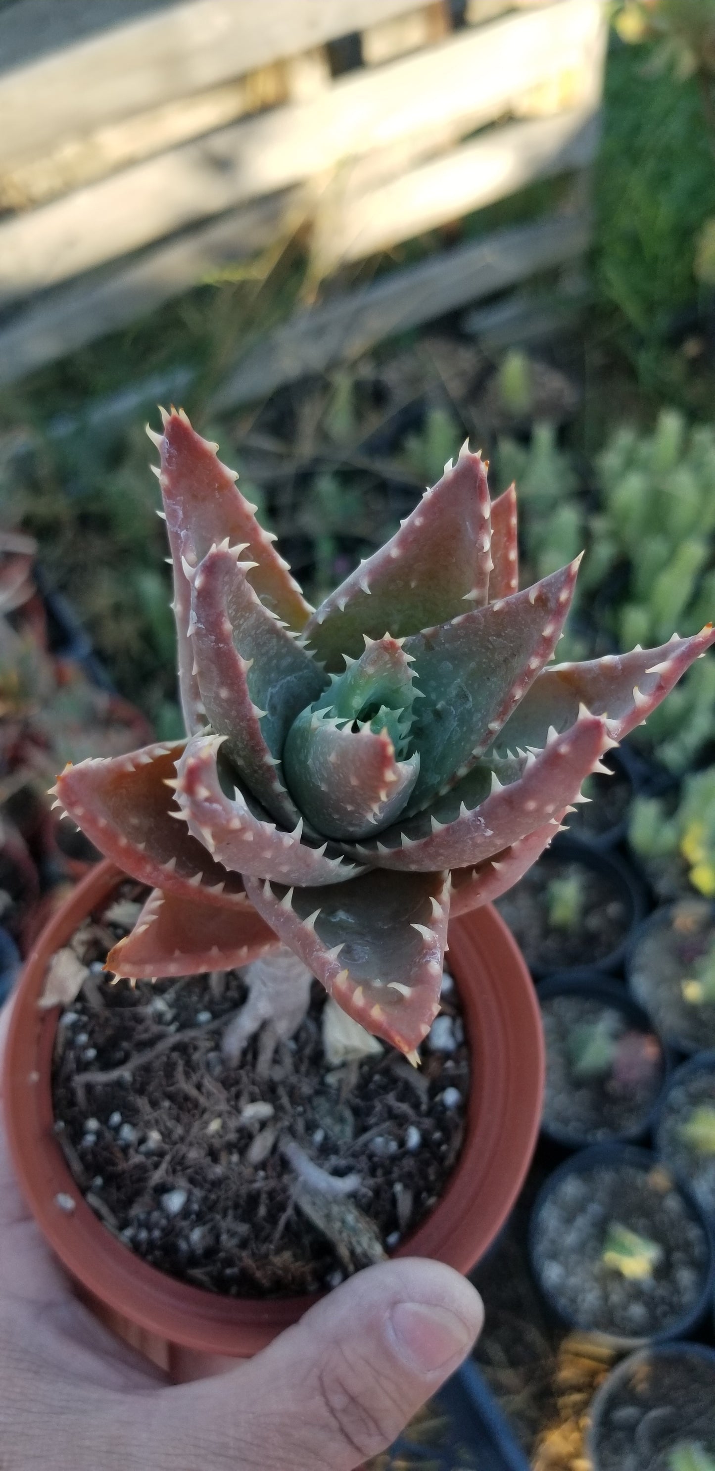 Aloe Nobilis (4" pot)