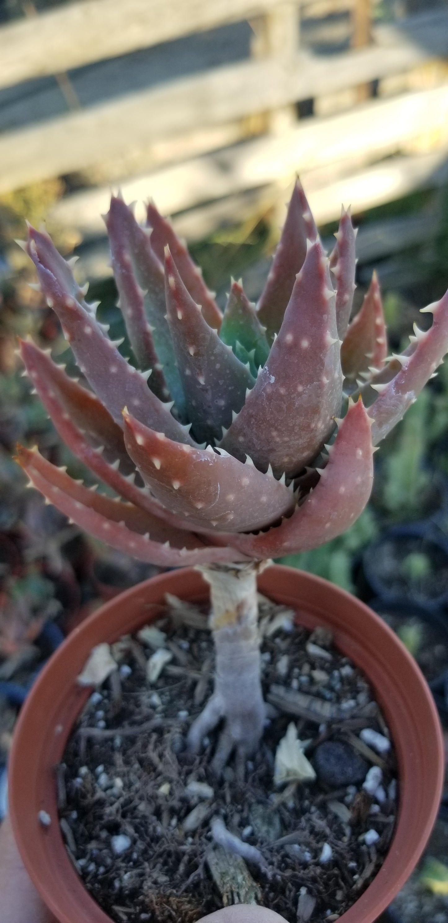 Aloe Nobilis (4" pot)