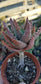 Aloe Nobilis (4" pot)