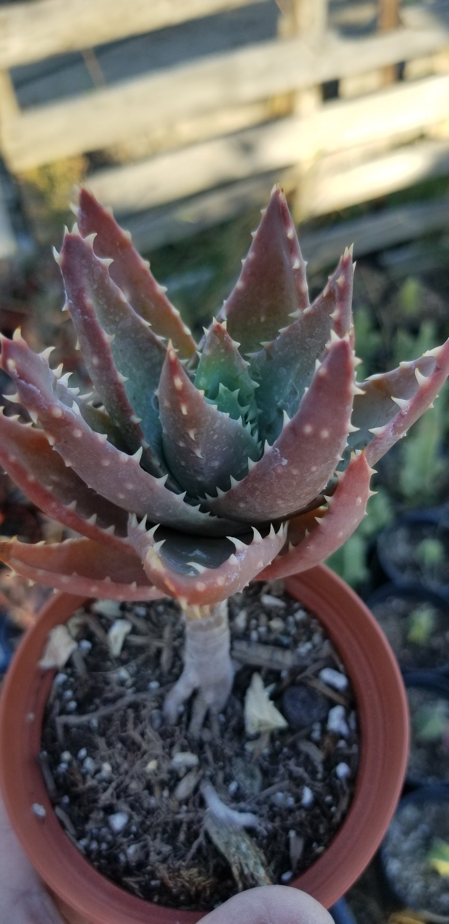 Aloe Nobilis (4" pot)