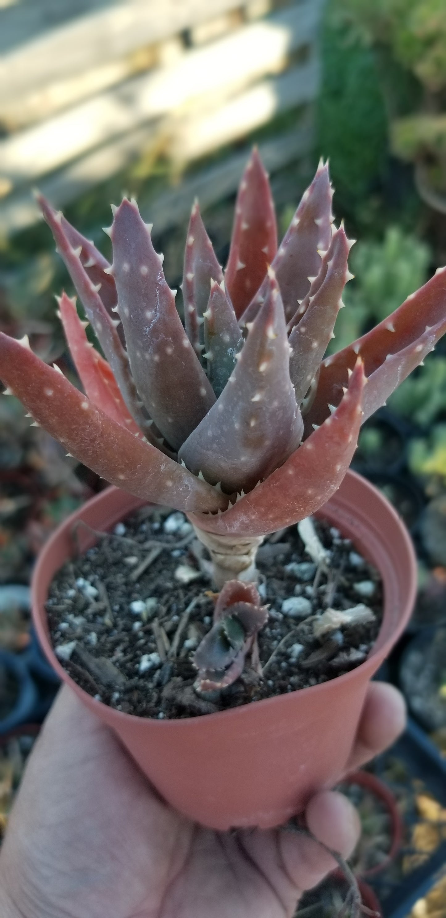 Aloe Nobilis (4" pot)