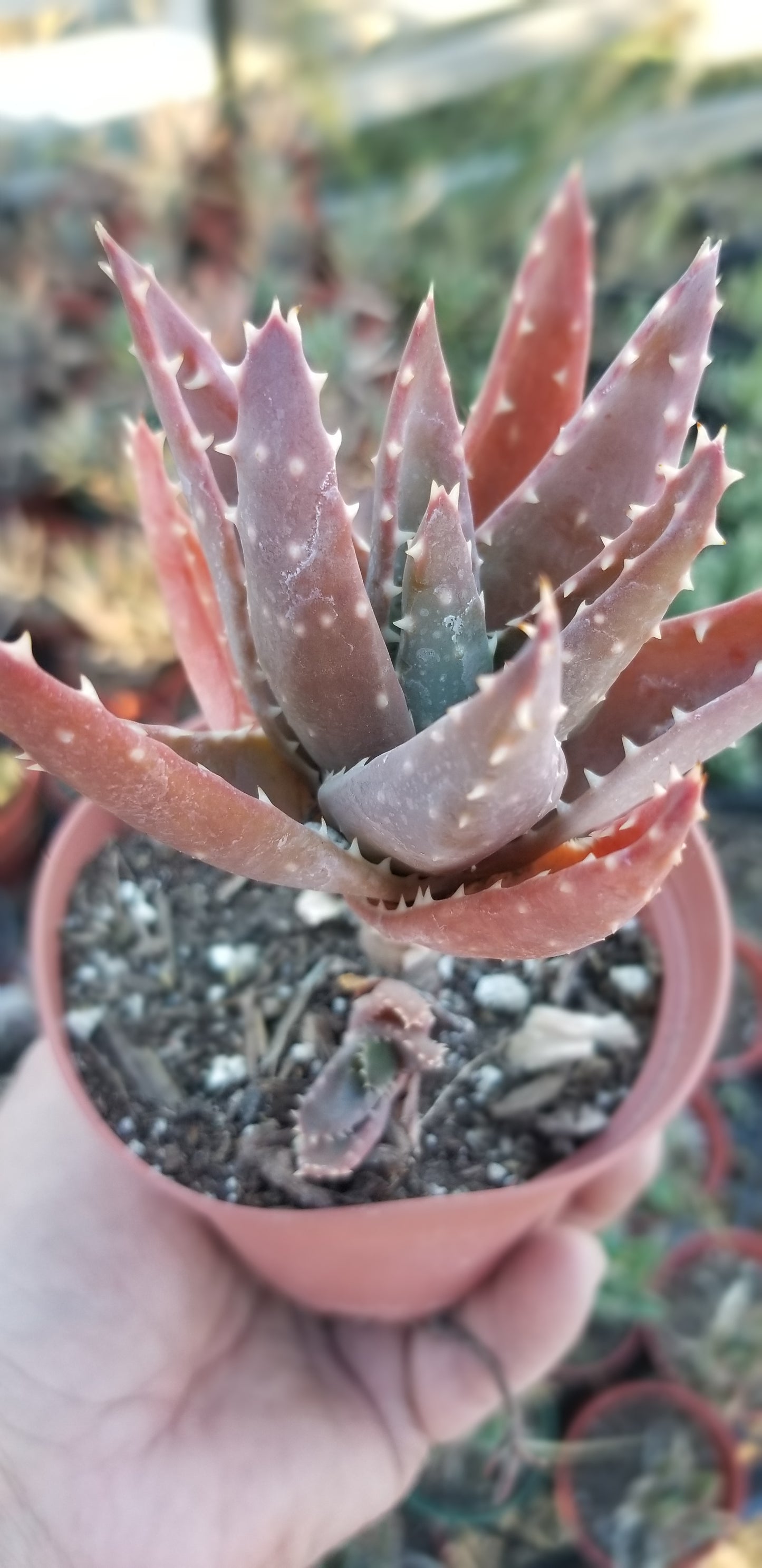 Aloe Nobilis (4" pot)