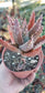 Aloe Nobilis (4" pot)